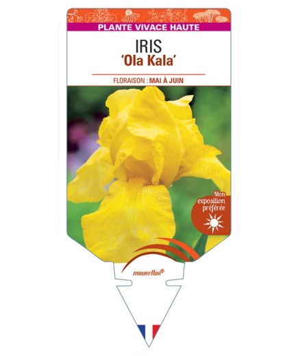 IRIS (germanica) Ola Kala