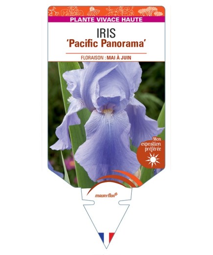 IRIS (germanica) Pacific Panorama