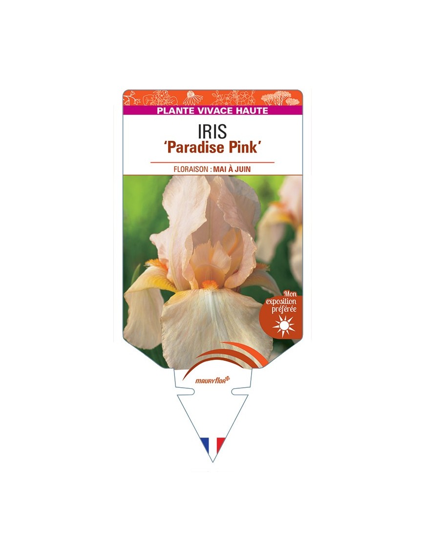 IRIS (germanica) Paradise Pink