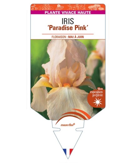 IRIS (germanica) Paradise Pink