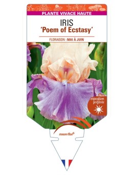 IRIS (germanica) Poem of Ecstasy