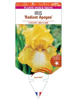 IRIS (germanica) Radiant Apogee