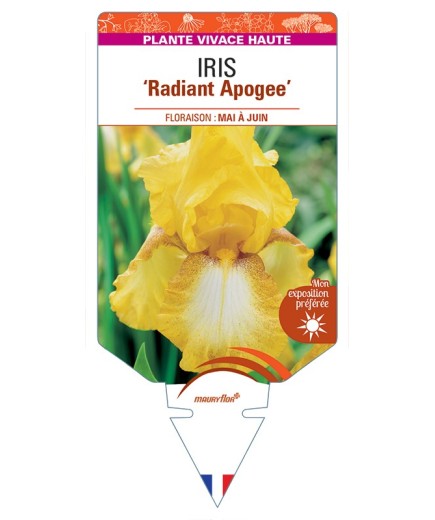 IRIS (germanica) Radiant Apogee