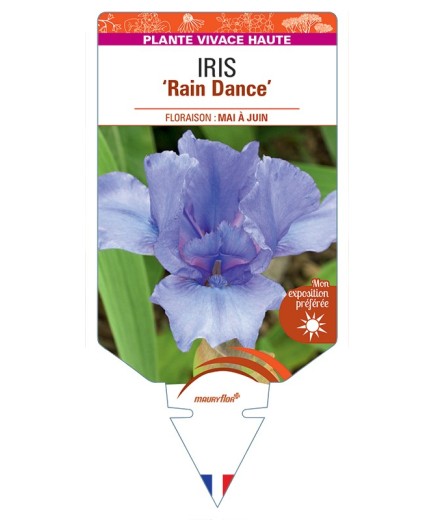 IRIS (germanica) Rain Dance