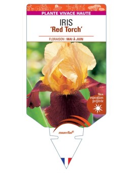 IRIS (germanica) Red Torch