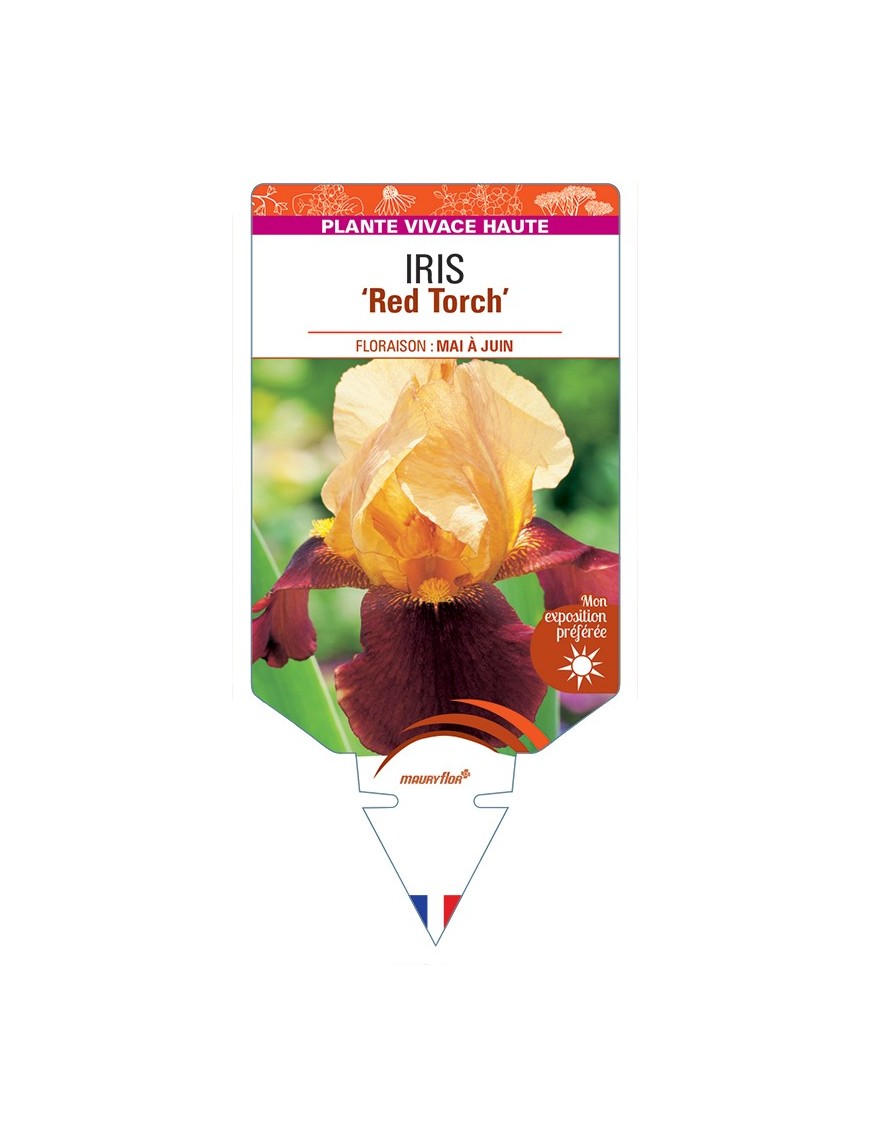 IRIS (germanica) Red Torch