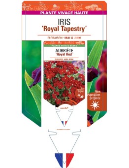 IRIS (germanica) Royal Tapestry