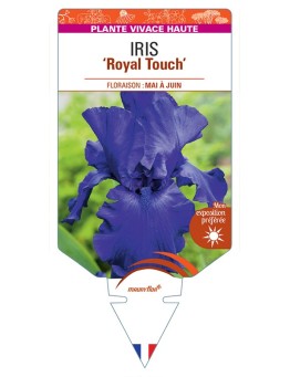 IRIS (germanica) Royal Touch