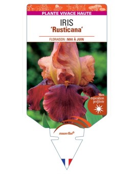IRIS (germanica) Rusticana