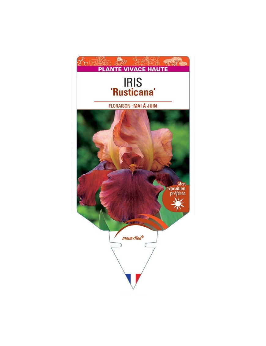 IRIS (germanica) Rusticana