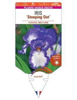 IRIS (germanica) Steeping Out