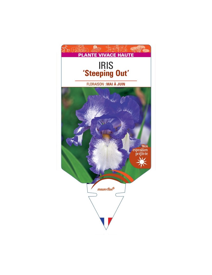 IRIS (germanica) Steeping Out