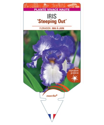 IRIS (germanica) Steeping Out