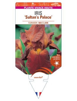 IRIS (germanica) Sultan's Palace