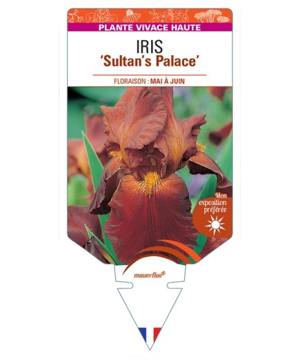 IRIS (germanica) Sultan's Palace