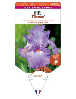 IRIS (germanica) Tiburon