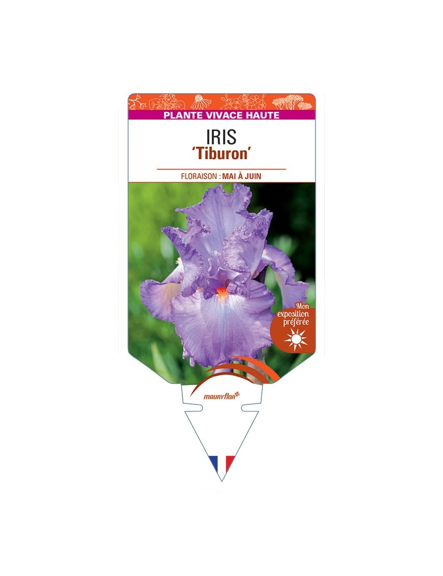 IRIS (germanica) Tiburon