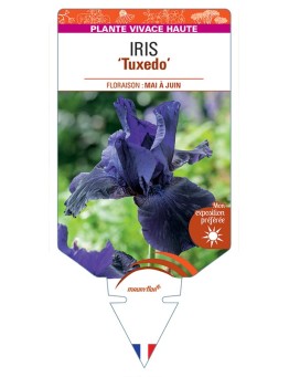 IRIS (germanica) Tuxedo