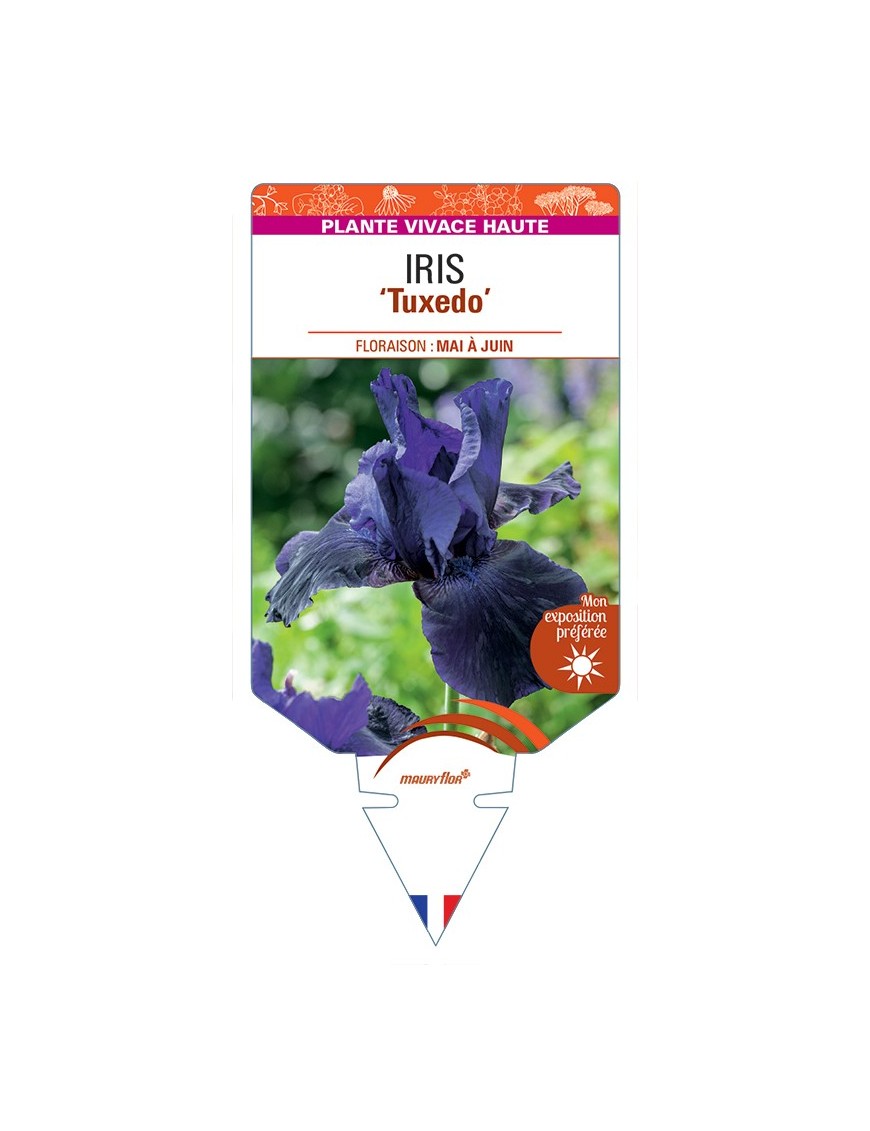 IRIS (germanica) Tuxedo