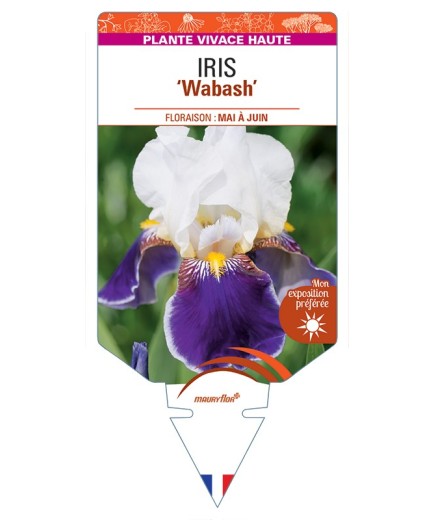 IRIS (germanica) Wabash