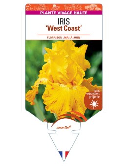 IRIS (germanica) West Coast