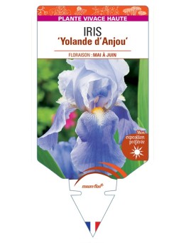 IRIS (germanica) Yolande dAnjou