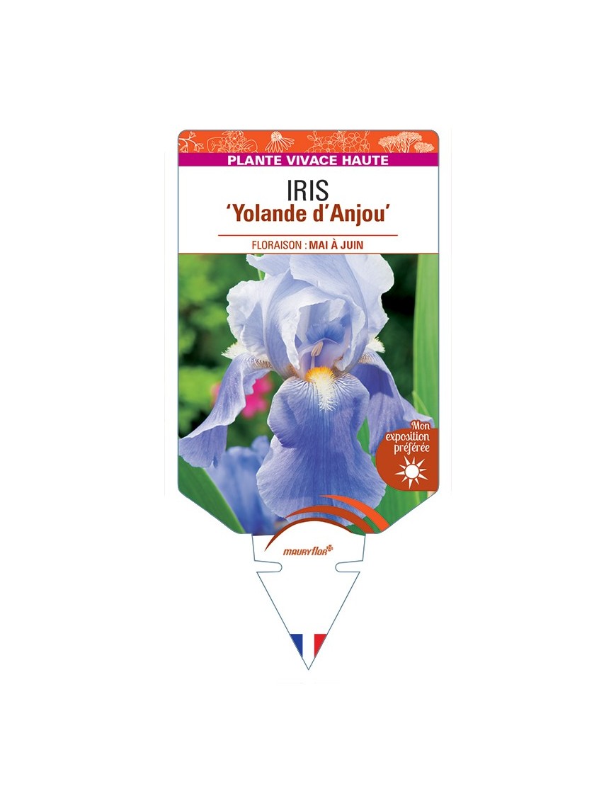 IRIS (germanica) Yolande dAnjou