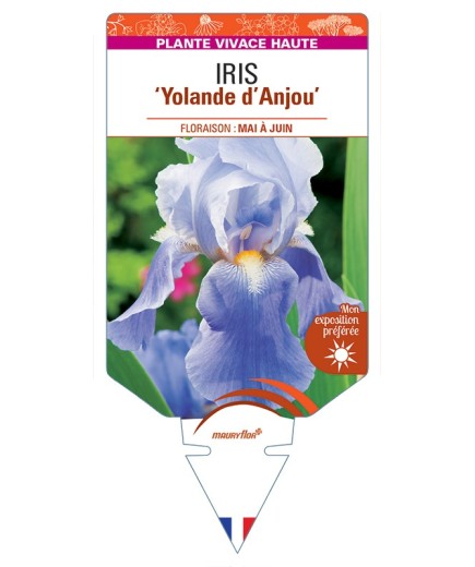 IRIS (germanica) Yolande dAnjou