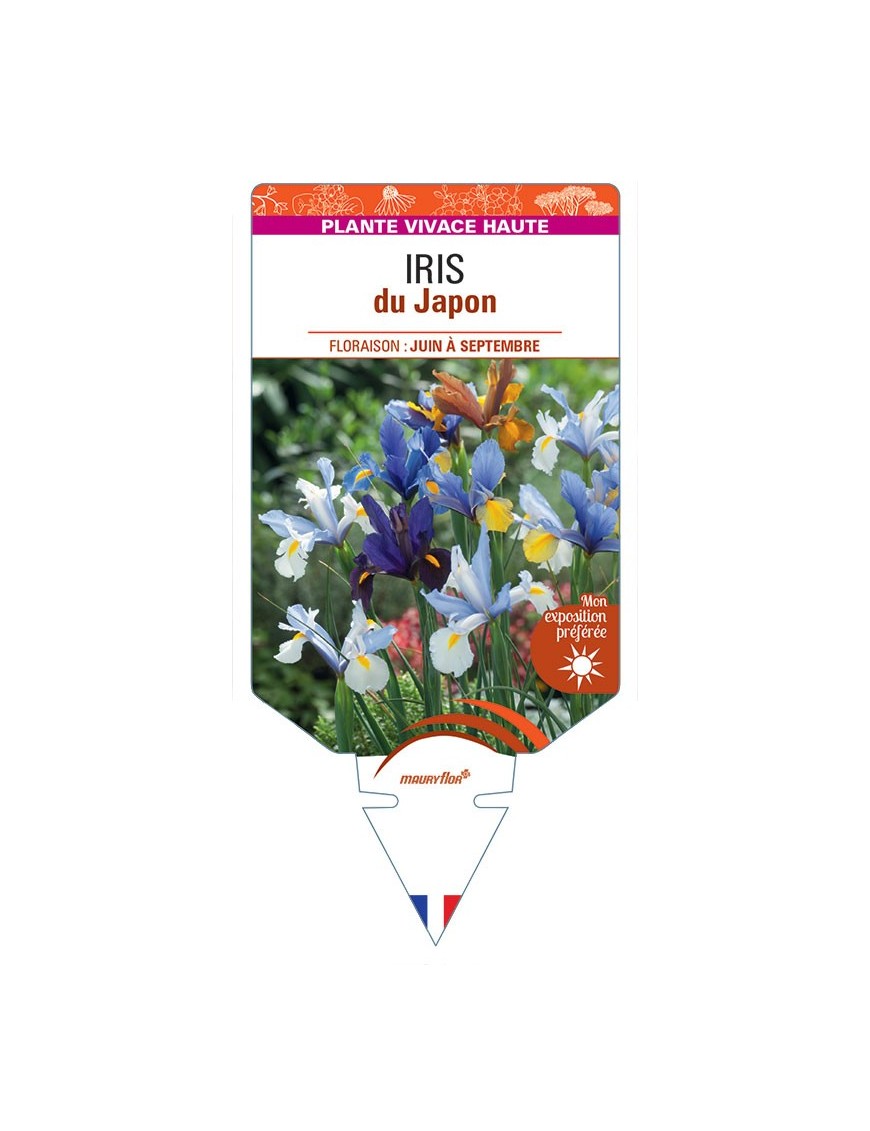 IRIS KAEMPFERI DU JAPON