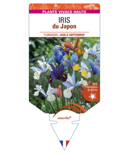 IRIS KAEMPFERI DU JAPON
