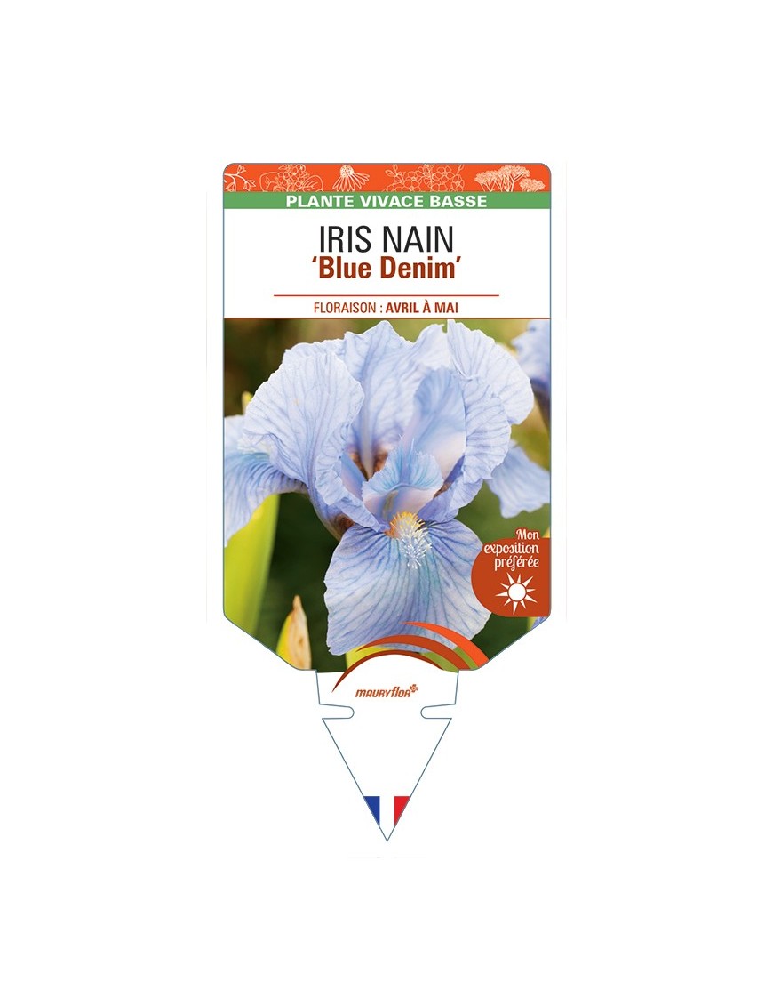 IRIS NAIN (lilliput) Blue Denim