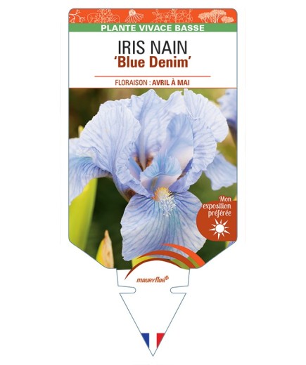 IRIS NAIN (lilliput) Blue Denim