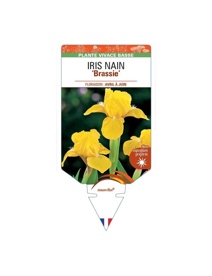 IRIS NAIN (lilliput) Brassie