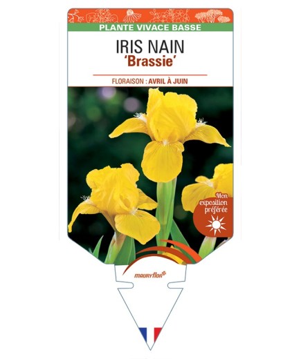 IRIS NAIN (lilliput) Brassie