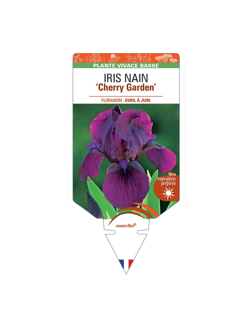 IRIS NAIN (lilliput) Cherry Garden