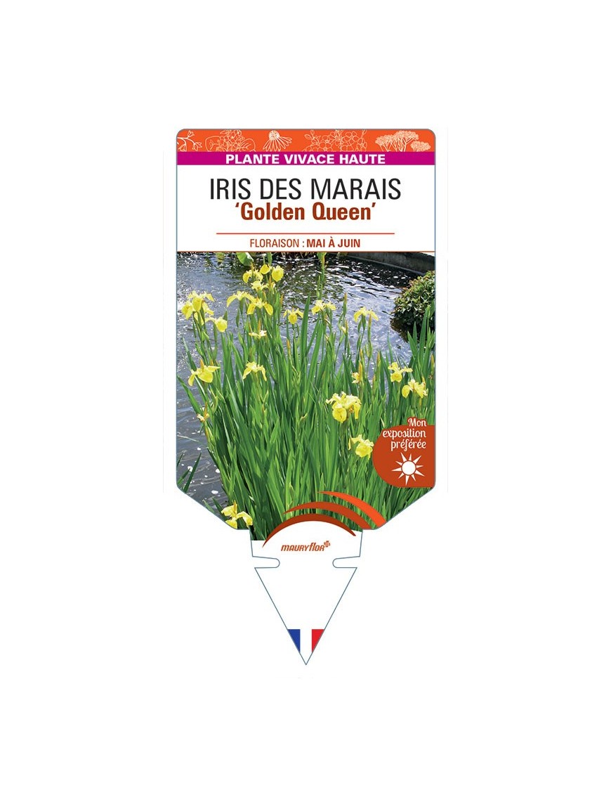 IRIS pseudacorus Golden Queen voir Iris des Marais