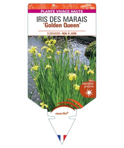 IRIS pseudacorus Golden Queen voir Iris des Marais