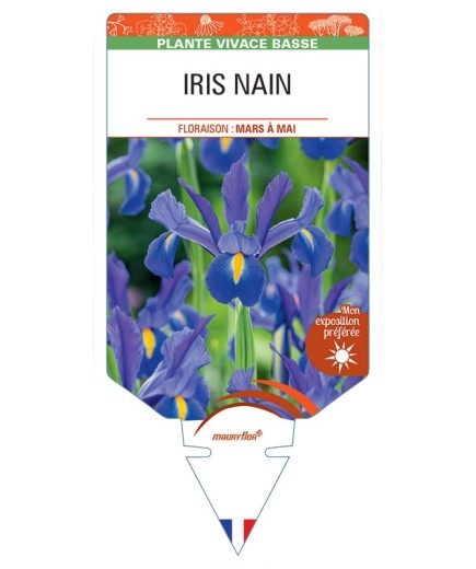 IRIS PUMILA NAIN (bleu violet)