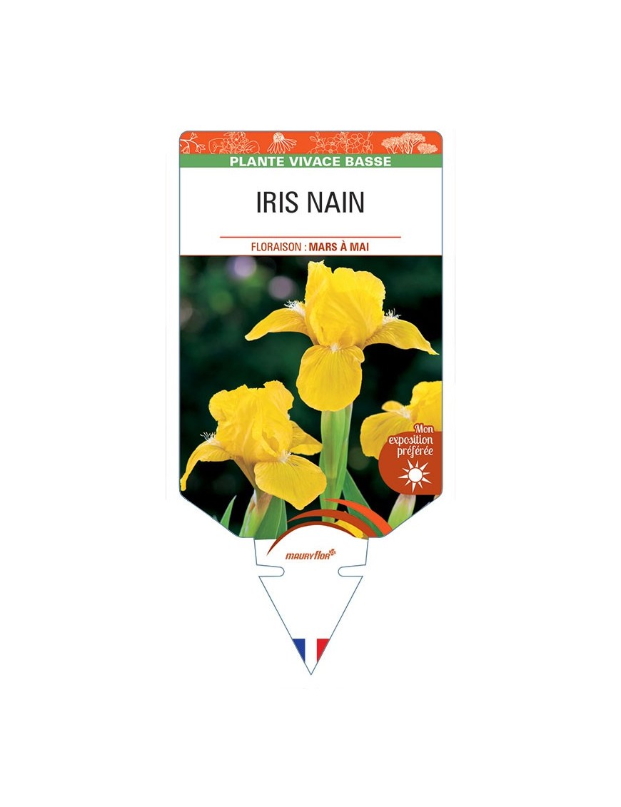 IRIS PUMILA NAIN (jaune)