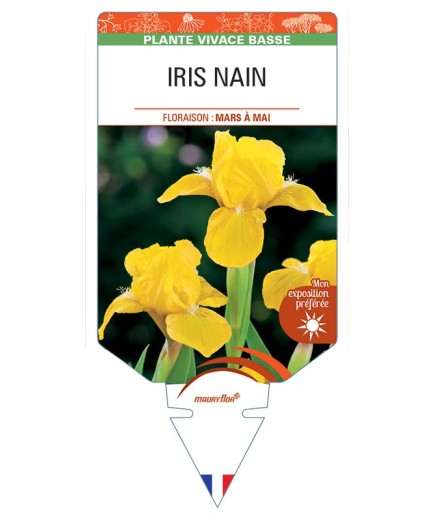 IRIS PUMILA NAIN (jaune)