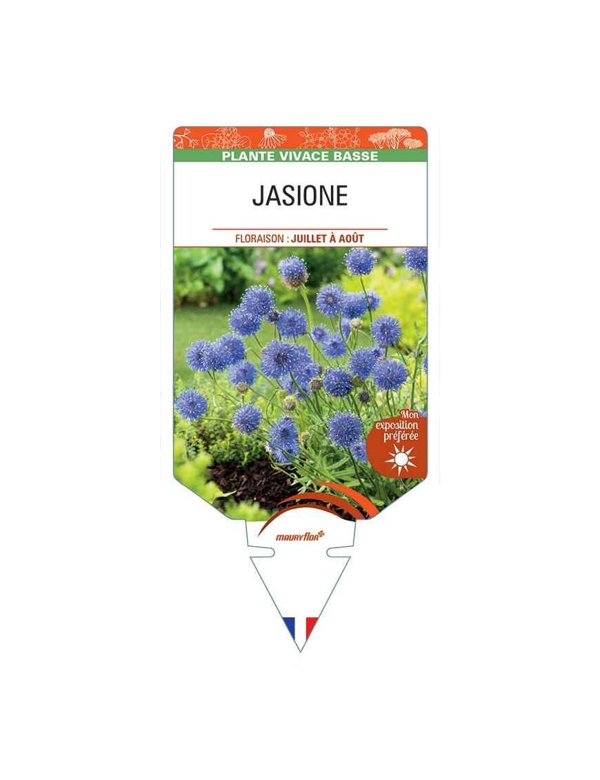 JASIONE (bleu)