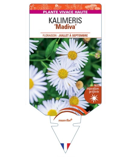 KALIMERIS (incisa) Madiva