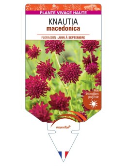 KNAUTIA macedonica