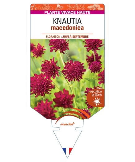 KNAUTIA macedonica