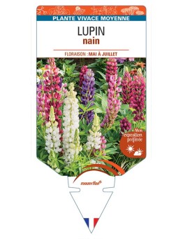 LUPINUS nain (varié)