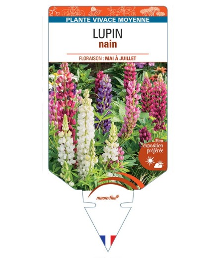 LUPINUS nain (varié)
