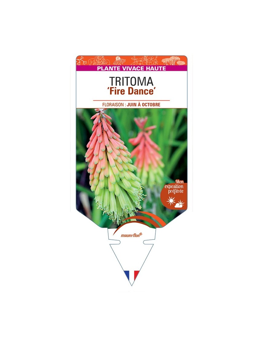 KNIPHOFIA (hirsuta) Fire Dance