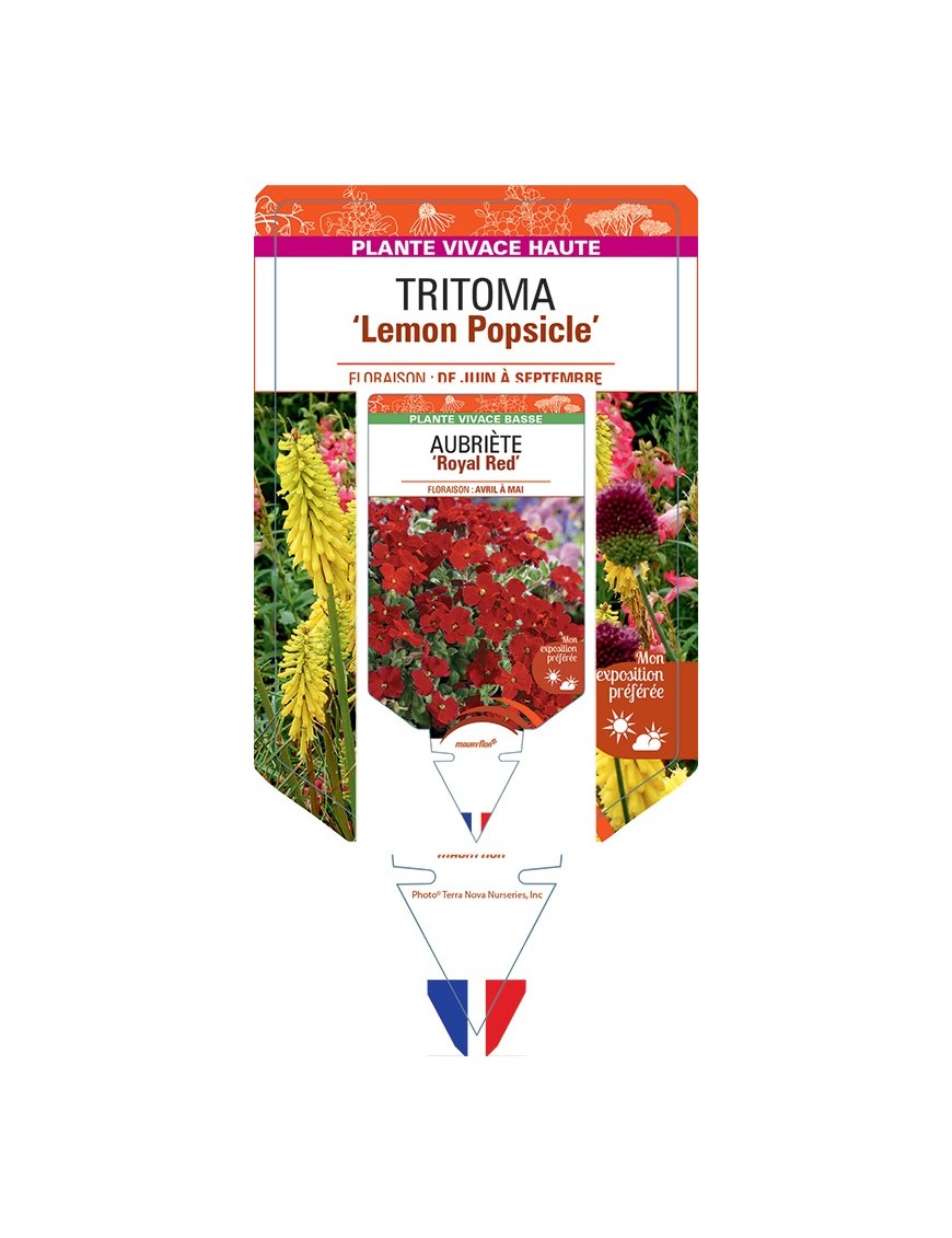 KNIPHOFIA Lemon Popsicle voir Tritoma