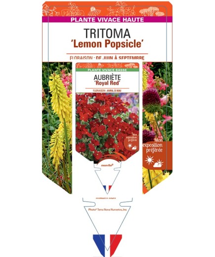 KNIPHOFIA Lemon Popsicle voir Tritoma