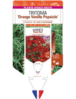 KNIPHOFIA Orange Vanille Popsicle voir Tritoma